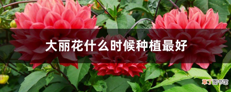 大丽花什么时候种植最好，怎么种植