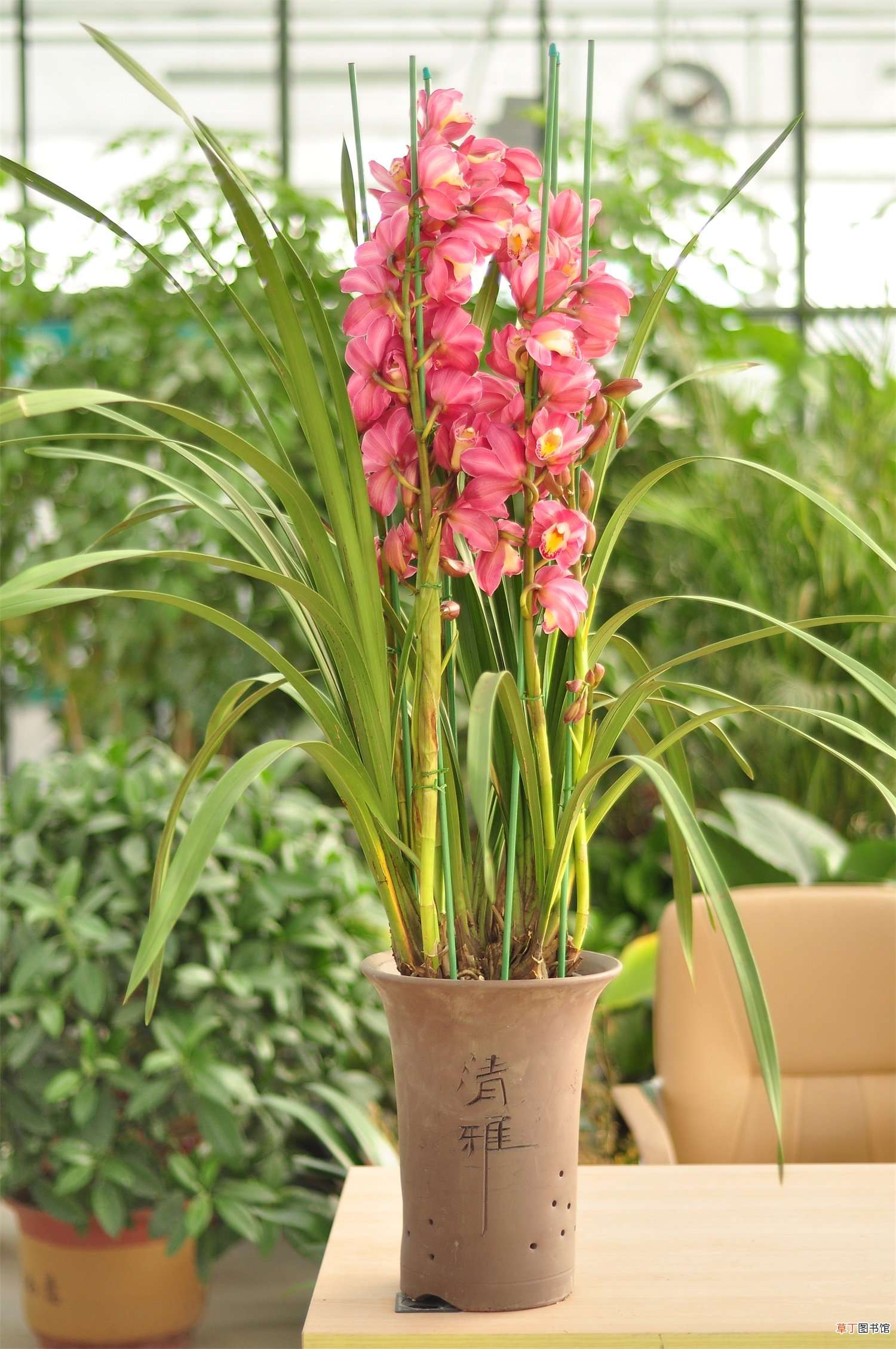 大花蕙兰花期多长，花期怎么养护