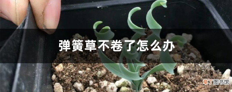 弹簧草不卷了怎么办，可以剪叶子吗