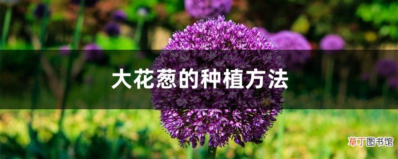 大花葱的种植方法，怎么管理