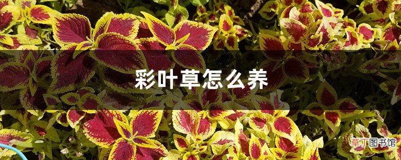 彩叶草怎么养，彩叶草图片