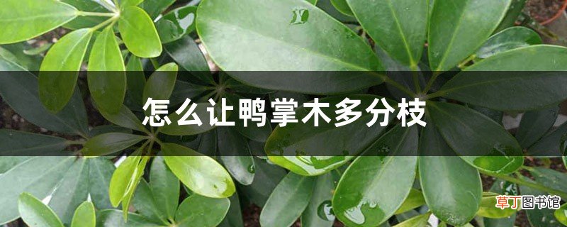 怎么让鸭掌木多分枝，怎么修剪造型