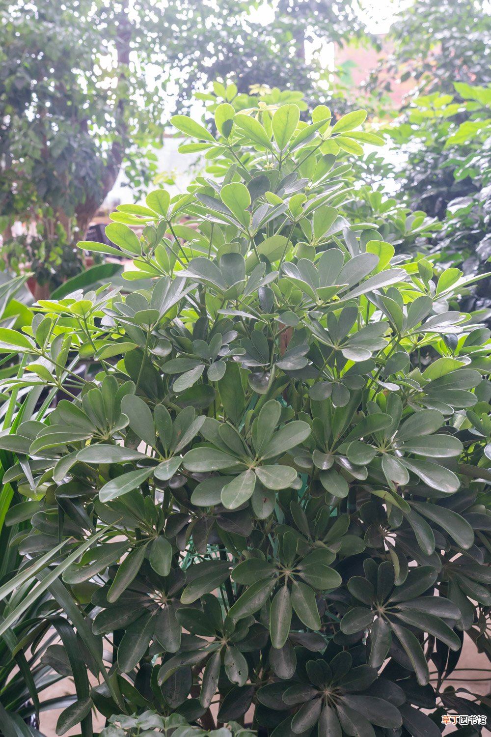 怎么让鸭掌木多分枝，怎么修剪造型