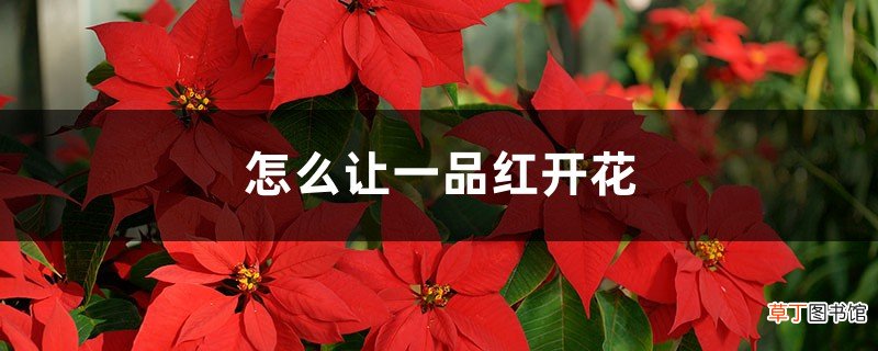 怎么让一品红开花，开完花怎么处理