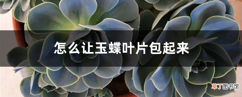 怎么让玉蝶叶片包起来，怎么养