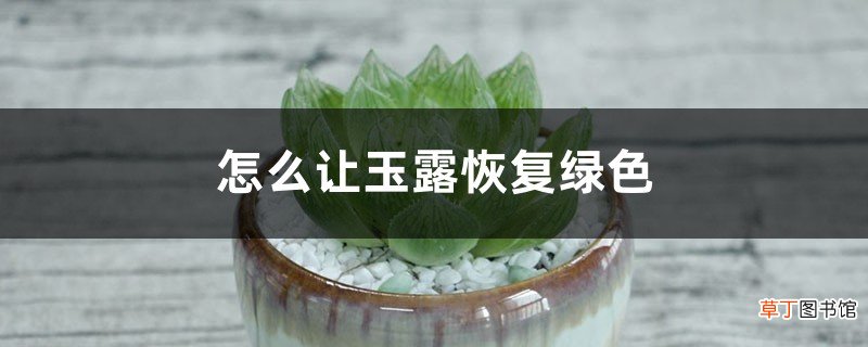怎么让玉露恢复绿色，发黑干瘪了怎么办