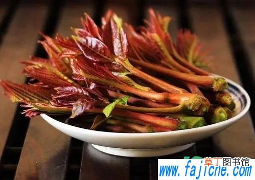 香椿切了还能过水吗 香椿是先切还是先过水