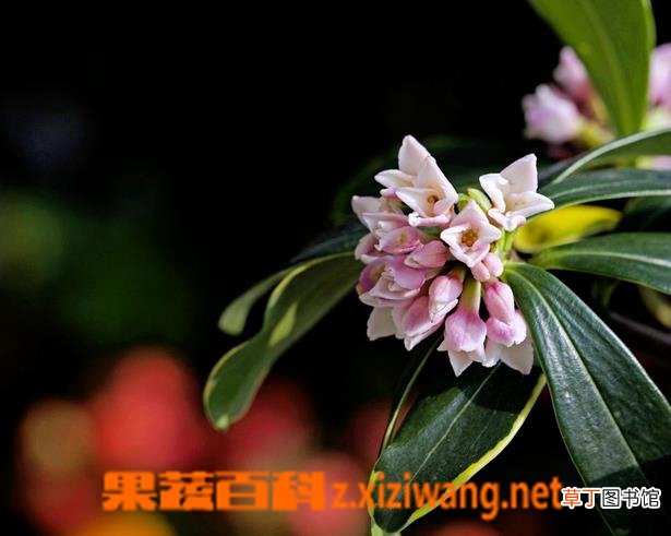 金边瑞香掉叶子怎么办