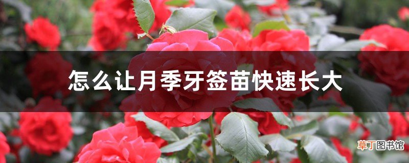 怎么让月季牙签苗快速长大，牙签苗如何过冬