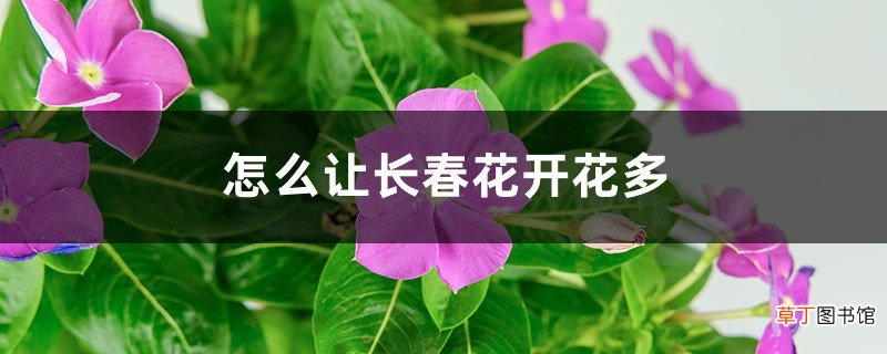怎么让长春花开花多，开花后怎么修剪