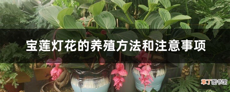 宝莲灯花的养殖方法和注意事项
