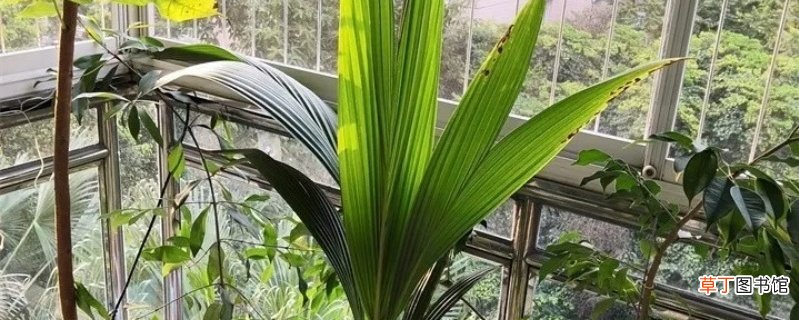 椰子怎么种植，可以盆栽吗