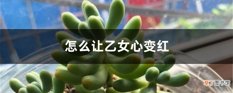 怎么让乙女心变红，徒长怎么办