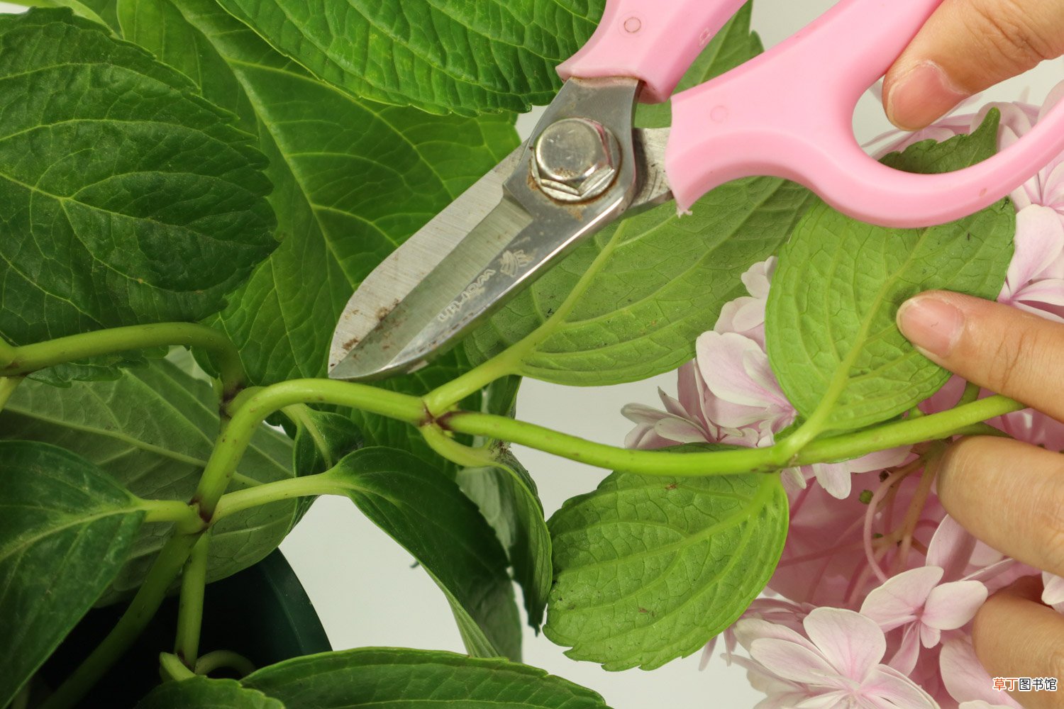 怎么让绣球花开花，开花后怎么处理