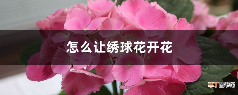 怎么让绣球花开花，开花后怎么处理