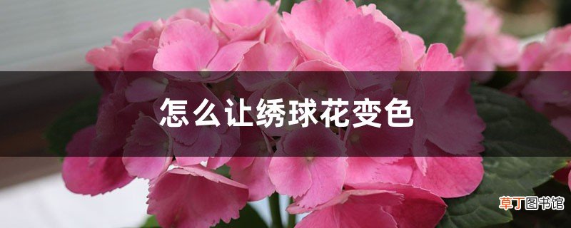 怎么让绣球花变色，变色的原因