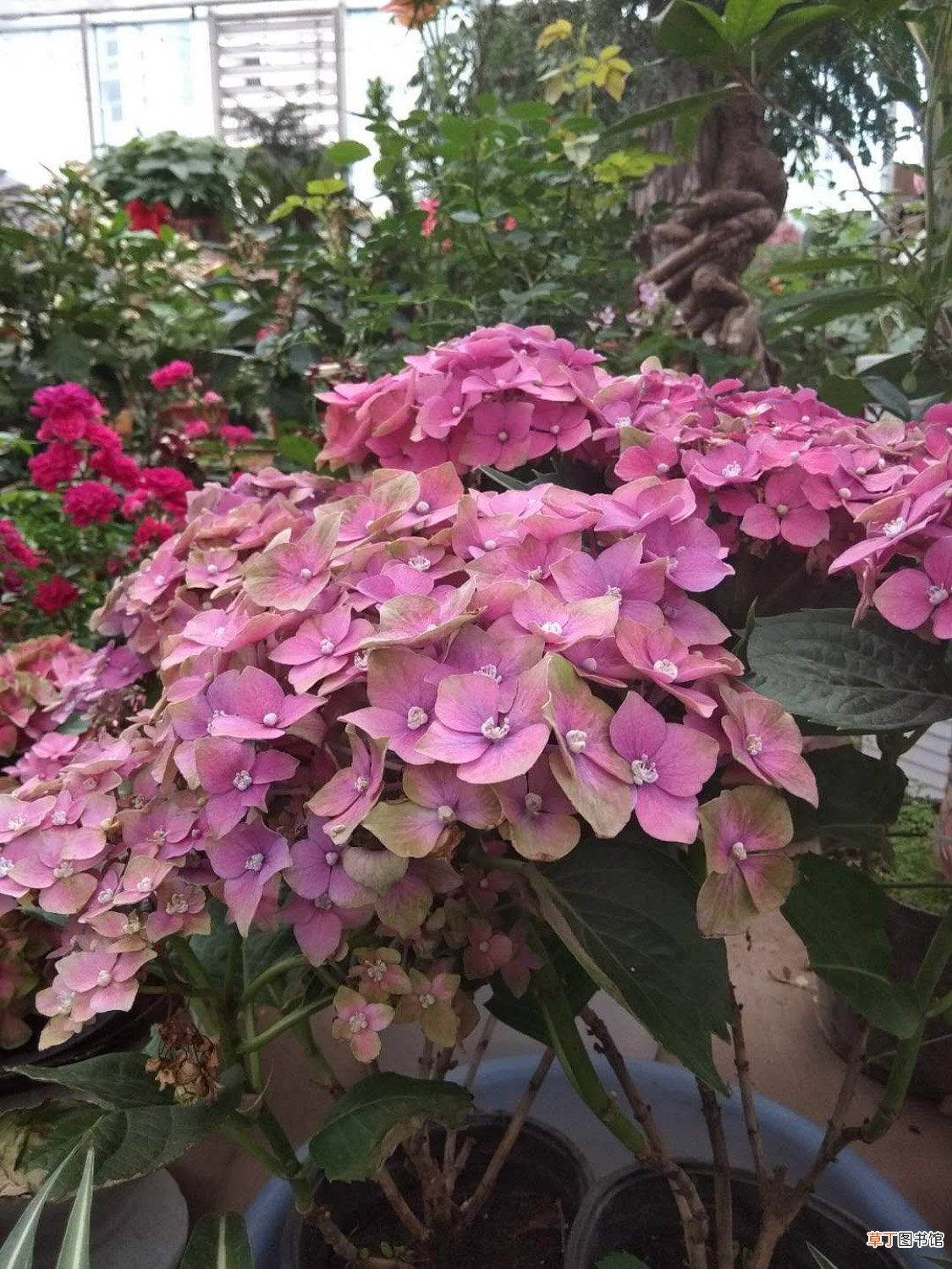 怎么让绣球花变色，变色的原因