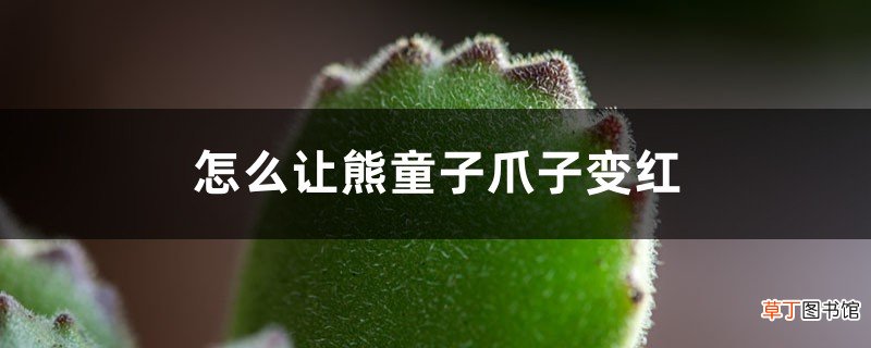 怎么让熊童子爪子变红,红爪多肉怎么养