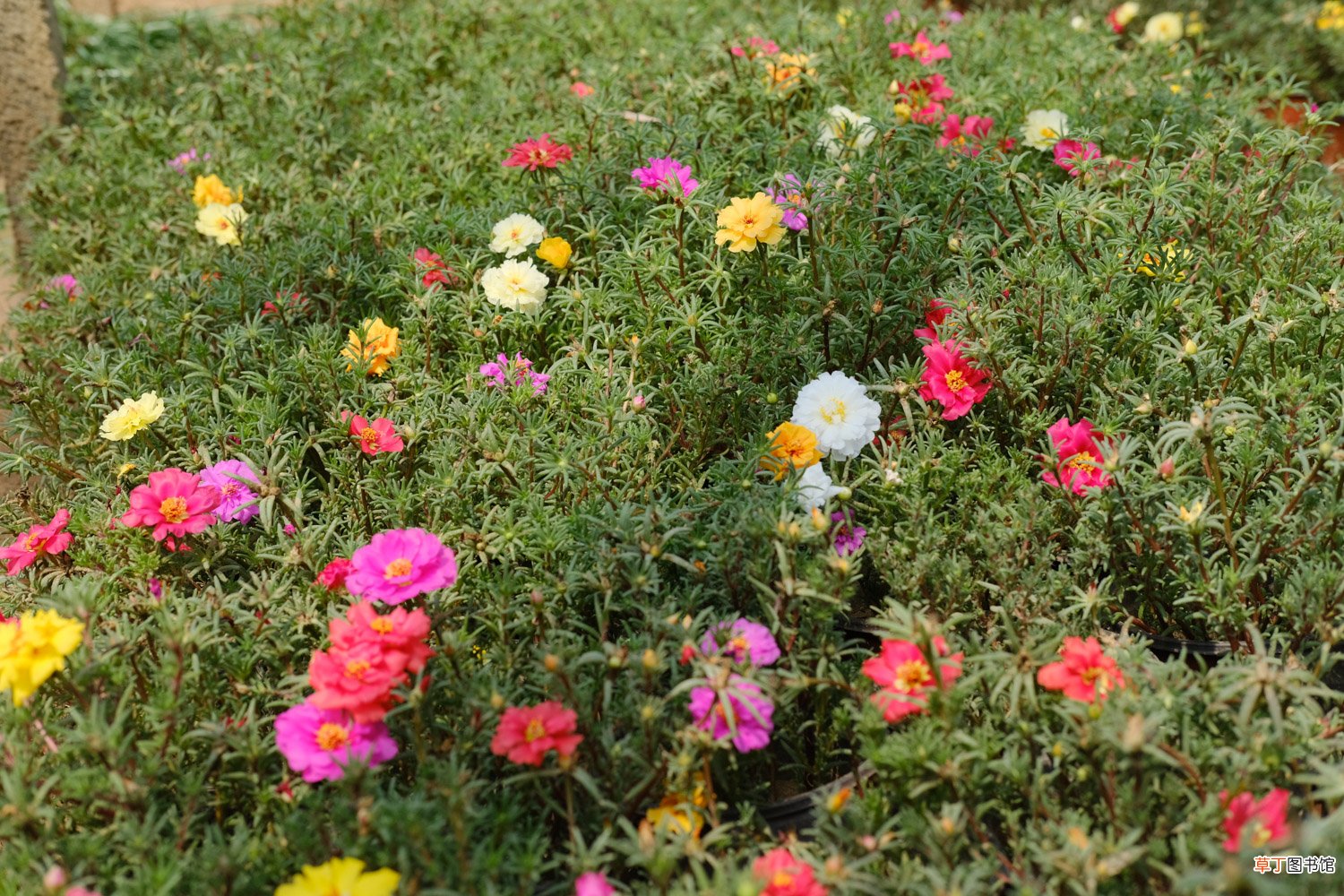 怎么让太阳花多开花，花朵小怎么回事