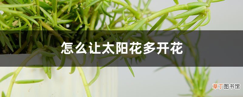 怎么让太阳花多开花，花朵小怎么回事