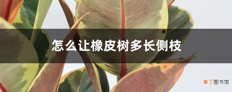 怎么让橡皮树多长侧枝，主干可以刻芽吗