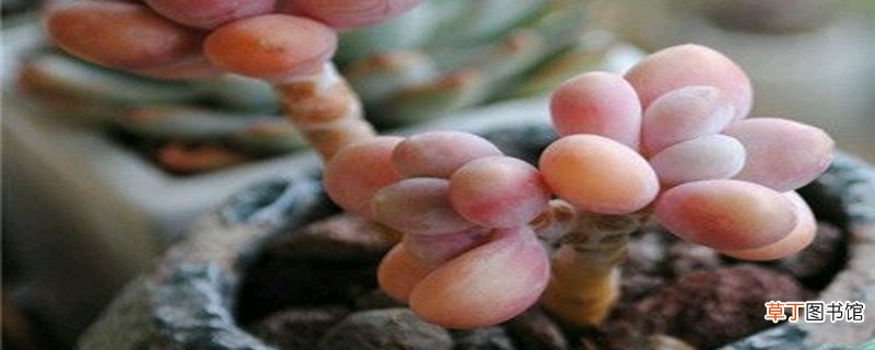 怎么让桃蛋叶片饱满，养成粉红色