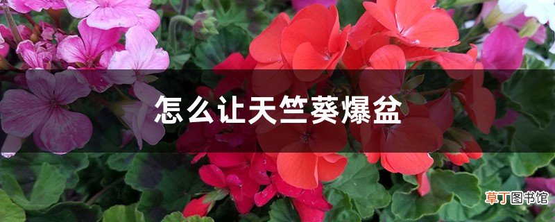 怎么让天竺葵爆盆，徒长怎么办