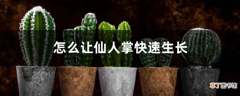 怎么让仙人掌快速生长，长出更多分枝