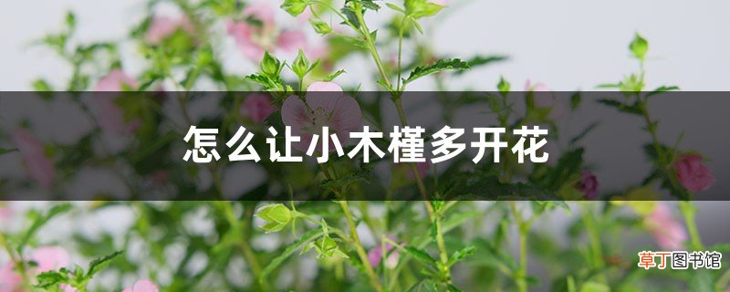 怎么让小木槿多开花，开花期怎么养