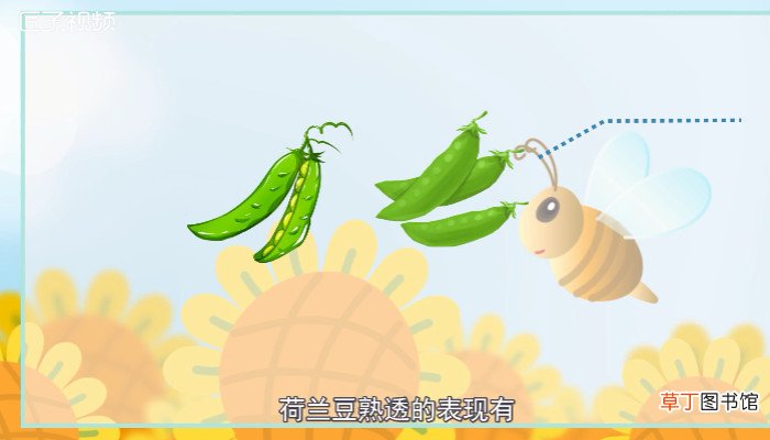 荷兰豆不熟有毒吗