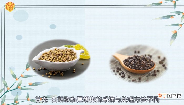 白胡椒和黑胡椒的区别