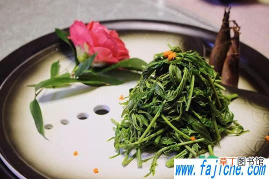 香椿老了怎么吃 香椿老的炒还是腌着吃