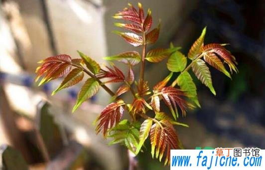 腌香椿几天吃没有亚硝酸盐 腌香椿几天吃安全
