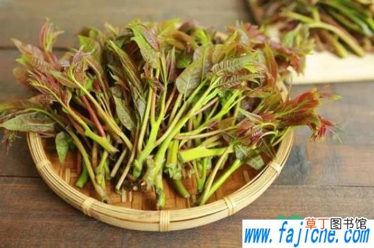 腌香椿几天吃没有亚硝酸盐 腌香椿几天吃安全