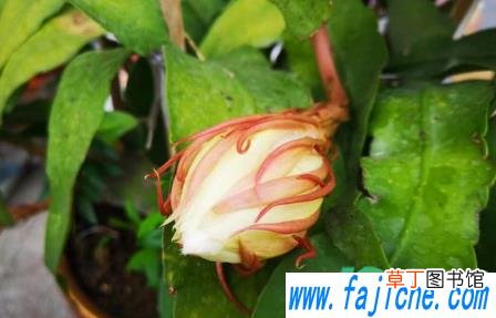 昙花叶子长斑点怎么办 昙花为什么养着养着叶子就长斑点了