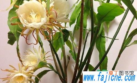 昙花叶子长斑点怎么办 昙花为什么养着养着叶子就长斑点了