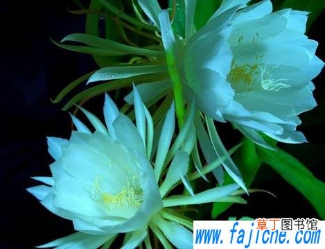 昙花叶子长斑点怎么办 昙花为什么养着养着叶子就长斑点了