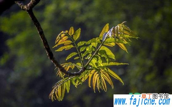腌香椿要洗吗 香椿腌制前能洗吗
