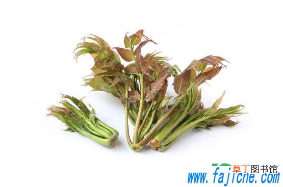 腌香椿要洗吗 香椿腌制前能洗吗