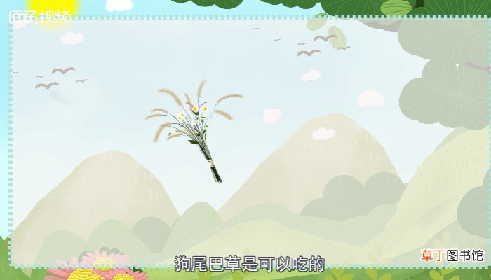 狗尾巴草能吃吗