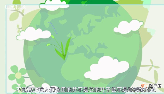 狗尾巴草能吃吗