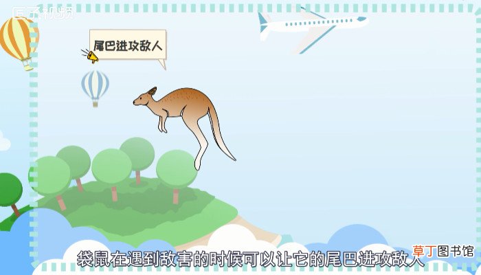 袋鼠的尾巴有什么作用
