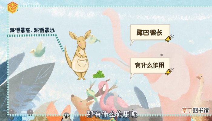 袋鼠的尾巴有什么作用
