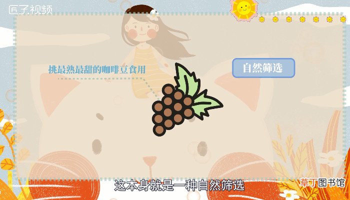 猫屎咖啡的由来