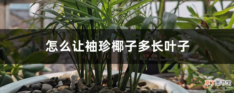怎么让袖珍椰子多长叶子，叶子发黄干枯怎么办