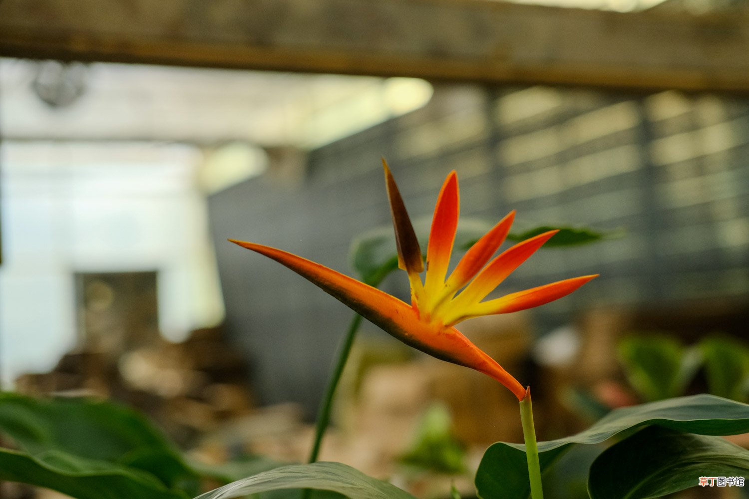 怎么让鹤望兰长侧芽，剪光叶子还能再长吗