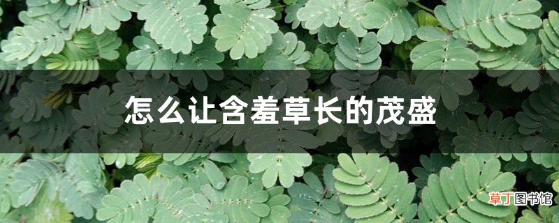 怎么让含羞草长的茂盛，长太高了怎么修剪