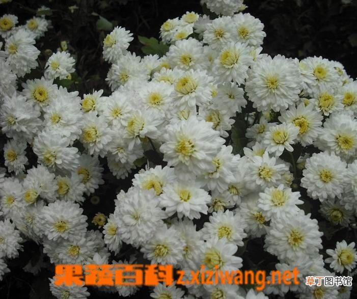 贡菊花养殖方法及注意事项
