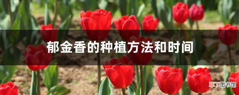 郁金香的种植方法和时间，郁金香图片