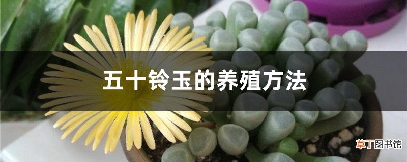 五十铃玉的养殖方法，怎么养爆盆